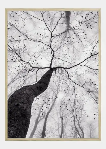 A view of the tree crown Poster (21x29.7 cm (A4)) Livrare rapidă