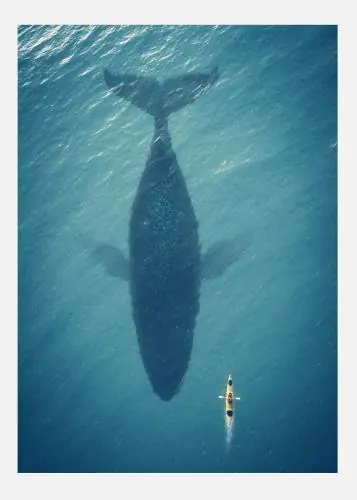 A Big Whale Tablou Pe Pânză (30x40 cm) Noutate