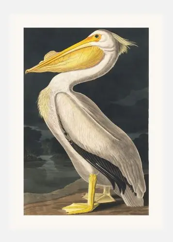 American White Pelican From Birds Of America (1827) Tablou Pe Pânză (30x40 cm) Nu rata